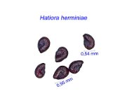 Hatiora herminiae AB.jpg